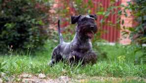 Чешки териер - добър резултат от филма на феновете